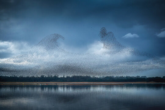 View of a massive starling murmuration forming wave-like shapes over the calm waters of Lough Ennell under a dramatic dark cloudy sky County Westmeath, Ireland.