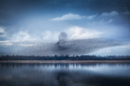 View of a massive starling murmuration forming a human-like shape over Lough Ennell with kayakers on the water in County Westmeath, Ireland.