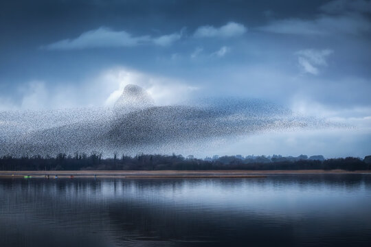 View of a massive starling murmuration forming complex shapes over the calm waters of Lough Ennell under a dramatic cloudy sky in County Westmeath, Ireland.