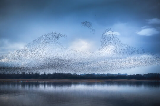 View of a massive starling murmuration forming wave-like shapes over the calm waters of Lough Ennell under a dramatic cloudy sky in County Westmeath, Ireland.
