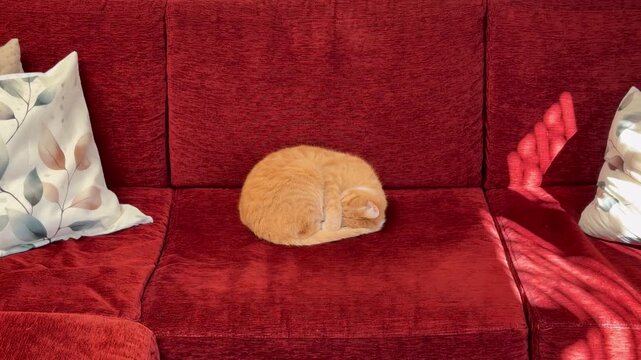 A ginger cat asleep on a maroon sofa in a home.