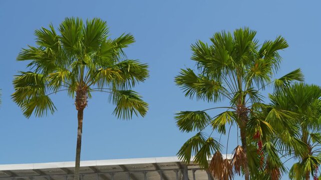 sunny day blue sky penang island george town palm trees top up view panorama 4k malaysia