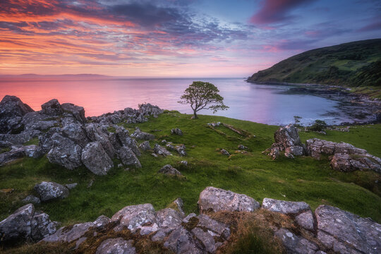 View of Murlough Bay with a lone tree on a grassy cliff overlooking the calm sea under a vibrant pink sunset sky with rocky terrain at Torr, Northern Ireland, United Kingdom.