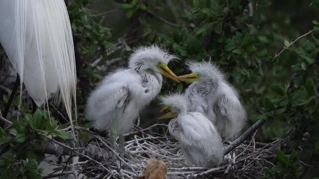 Three chick great egret begging food in the nest