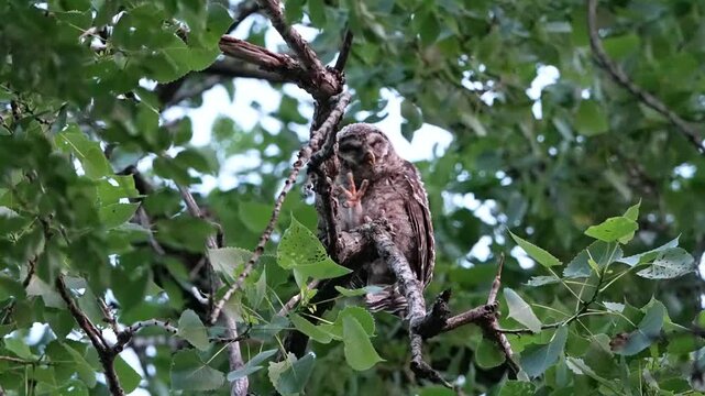 Little barred owlet on the branch