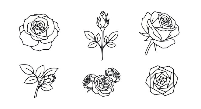 A beautiful line drawing depicts several roses and a rosebud in various stages of bloom.