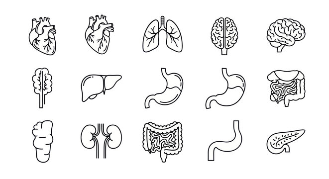 Anatomical illustration of human organs including brain, heart, lungs, liver, and stomach.