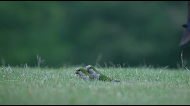 parrots on grass ground