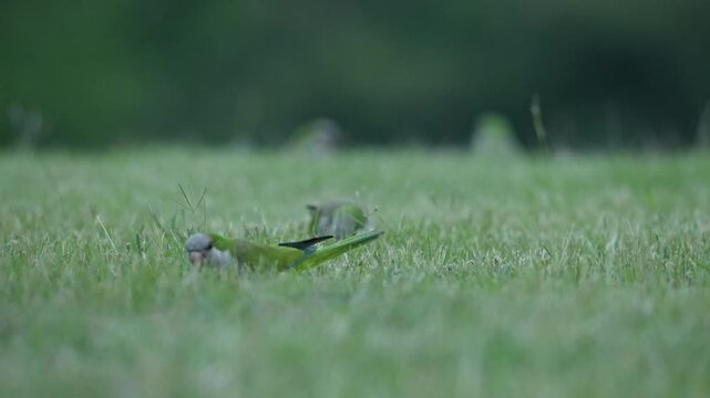 parrots on grass ground