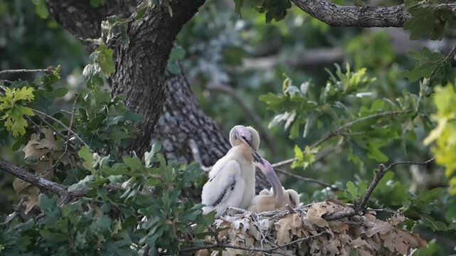 Parent egret is feeding baby anhinga in the nest with total 4 anhinga babies