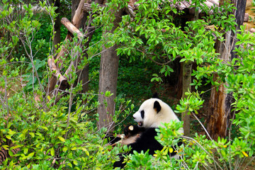 Obraz premium A giant panda wanders through the grass and bushes at the Chengdu Research Base, China