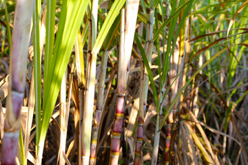 Obraz premium Sugarcane stalks growing in the field.