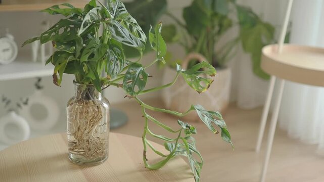 Plant care tips for indoor greenery in clear light