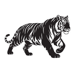 Fototapeta premium black and white tiger walking with tail curled up and eyes looking forward tiger