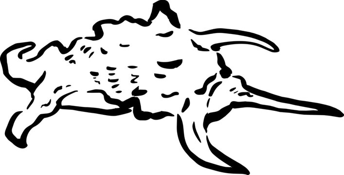 Spider Conch Shell Lambis Truncata Illustration Hand Drawn Coastal Wedding Accent