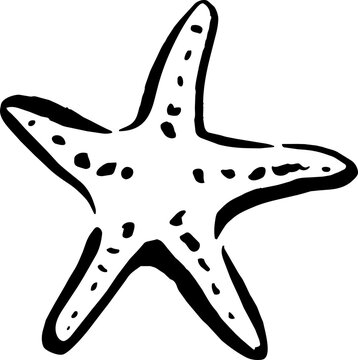 Starfish Asterias Rubens Clipart Beachside Wedding Summer Hand Drawn Element