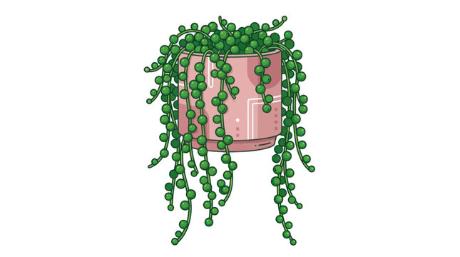 Senecio rowleyanus, String of Pearls succulent plant in a pink pot, isolated on white background.