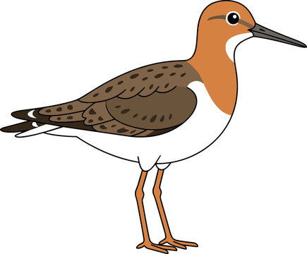 Cute cartoon sandpiper or snipe wading bird vector illustration with long beak and orange neck feathers isolated on white background.