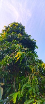 Low angle view of a tall Ashoka tree against a bright blue sky with wispy white clouds