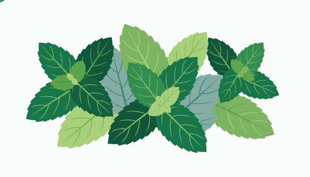 Lush bundle of fresh green mint leaves in various shades of green arranged beautifully on a clean white background.