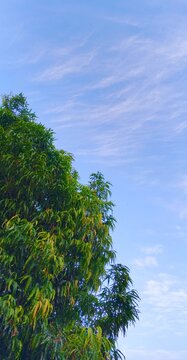 Green tree foliage on the side against a beautiful bright blue sky background with copy space