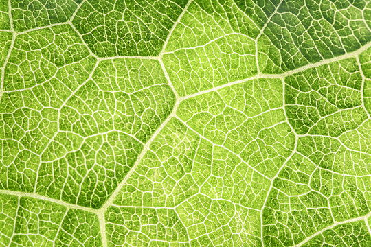 Abstract green nature background, closeup of fresh leaf cell pattern.