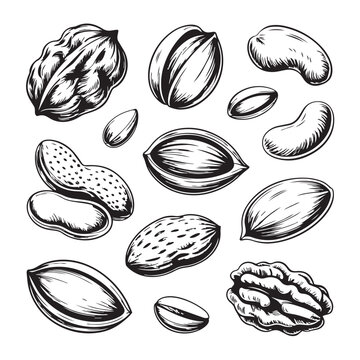 Collection of hand drawn nuts including walnuts almonds and peanuts with illustration, ingredient