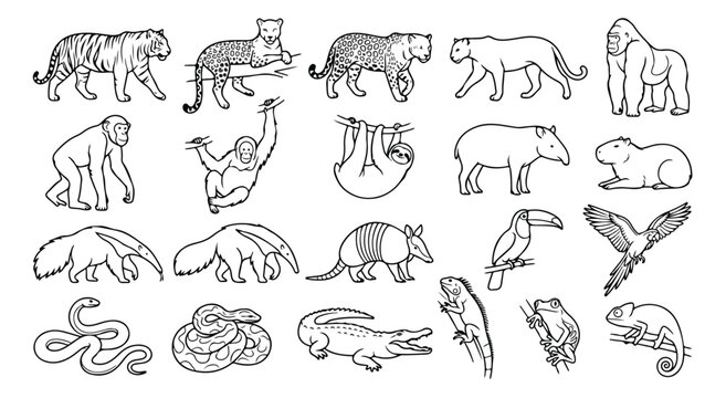 Jungle animals line art collection, 20 tropical wildlife vector icons, exotic rainforest fauna set for coloring books and education