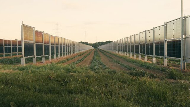 Innovative agrivoltaic system showing vertical solar panels installed in a farm field. Sustainable solution combining agriculture and clean energy production