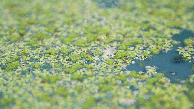 Close up, Azolla and duckweed floating on top of the water of a pond to use as cost effective chicken feed.