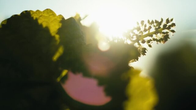 Cinematic super slow motion close-up of a vibrant grape leaf and young growing grapes backlit by the sun. Radiant lens flare creates a peaceful, warm, and ethereal vineyard atmosphere.