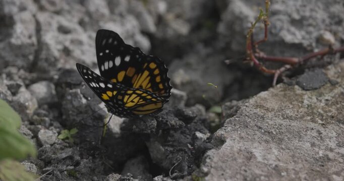 Eastern Courtier, butterfly, insect, Sikkim, India