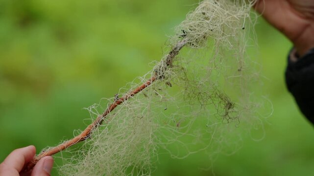 Woman hand holding beard moss Usnea lichen in forest