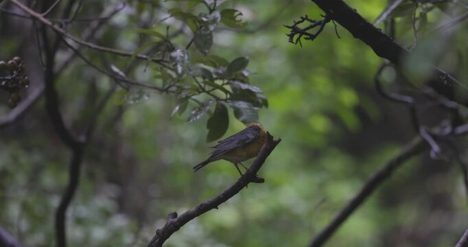 Orange Headed Ground Thrush Male, Geokichla citrina, Maharashtra, India
