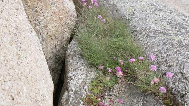 Clusters of pink and purple sea lavender wildflowers growing from a narrow crevice between large weathered boulders. Thin needle-like green foliage with pale lichen on surrounding stones.