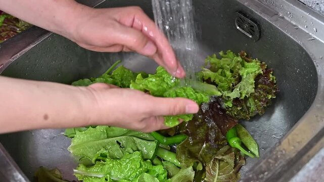 흐르는 물에 상추 씻기