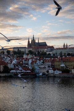 View of Prague Castle and St. Vitus Cathedral with seagulls flying over the Vltava River at sunset in Prague, Prague, Czechia.