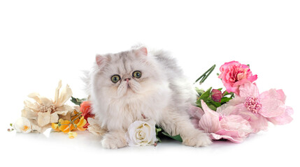 persian cat © cynoclub