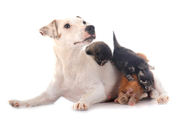 dog and kitten © cynoclub