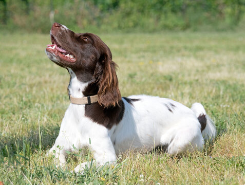 training of Small Munsterlander