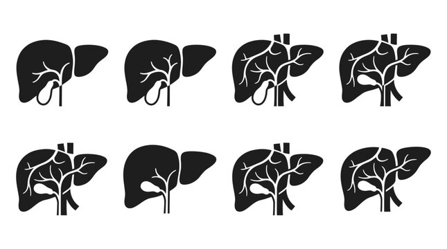 Human liver anatomy silhouette vector collection featuring internal structures, veins, bile ducts, and gallbladder details for medical, educational, and healthcare design illustrations.