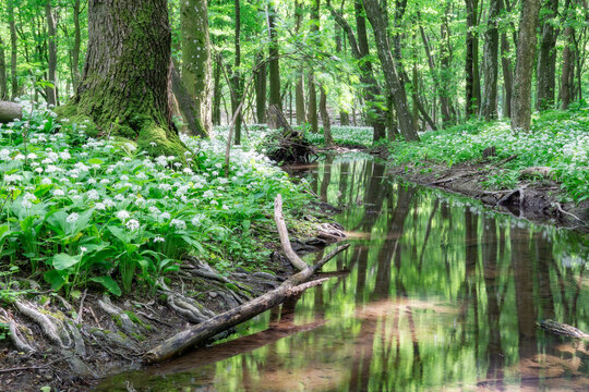View of Hrudy creek flowing through a lush forest with blooming wild garlic and mossy tree roots Bukova, Trnava Region, Slovakia.