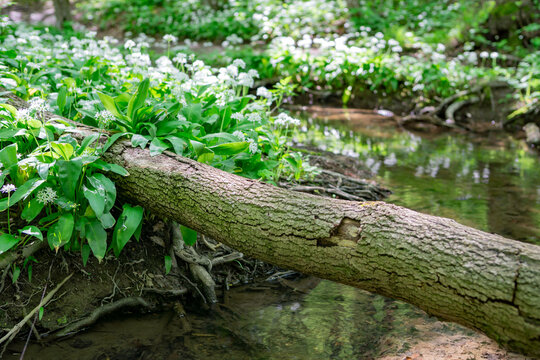 View of Hrudy creek with a fallen tree trunk and blooming wild garlic in a lush green forest Bukova, Trnava Region, Slovakia.