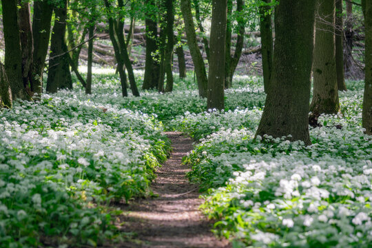 View of a narrow forest path winding through a blooming carpet of white wild garlic flowers under a lush green canopy in Bukova, Trnava Region, Slovakia.