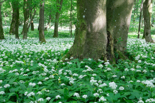 View of blooming wild garlic flowers covering the forest floor among tall tree trunks in the woods near Hrudy creek in Bukova, Trnava Region, Slovakia.