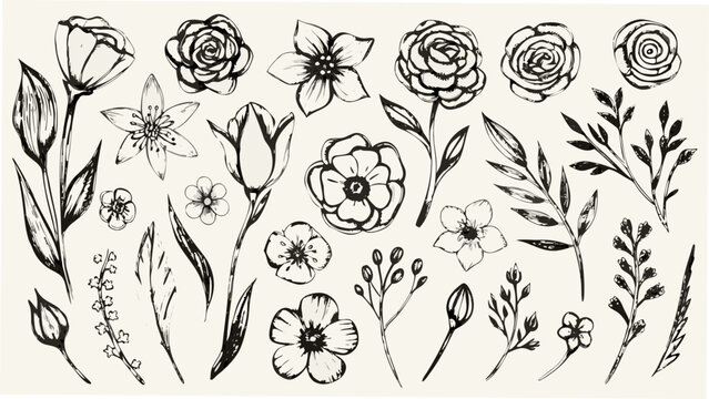 Floral ornament of sketched flowers and leaves a black and white botanical illustration anemone aster branch bloom blossom