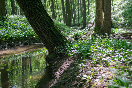 View of Hrudy creek flowing through a lush green forest with blooming wild garlic and sunlight filtering through the trees in Bukova, Trnava Region, Slovakia.