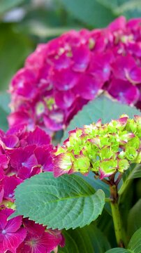 Vibrant Magenta and Green Hydrangea Macrophylla Blooming in Garden