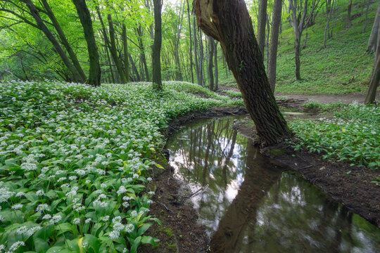 View of Hrudy creek flowing through a lush forest floor covered in blooming wild garlic flowers under a canopy of green trees in Bukova, Trnava Region, Slovakia.