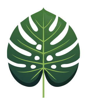 Large split leaf monstera graphic vector illustration for trendy tropical fashion pattern design and beach party invitation banner emblem